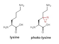 HKU Chemists develop new chemical tools to study protein-protein interactions in living cells